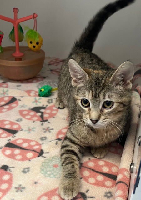 GARLAND 3 MONTHS FEMALE NO YOUNG KIDS - Domestic Short Hair available for adoption