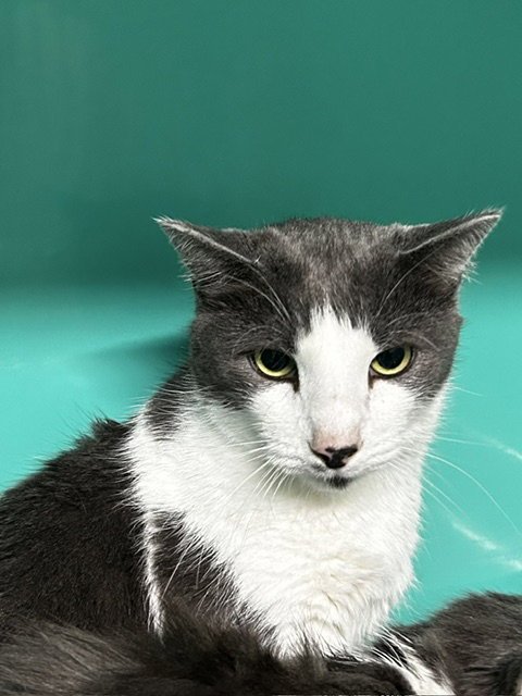 MAX 4YRS - Domestic Short Hair for adoption in Worcester