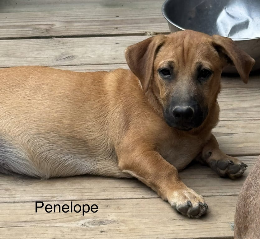 Penolope 4 months Image