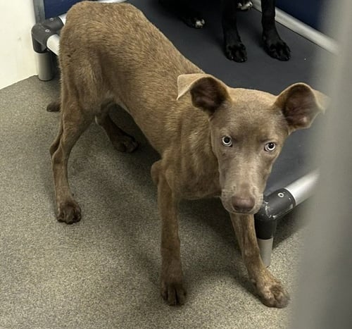 BARLEY 5 MONTHS FEMALE AVAILABLE 7/1 - Unknown for adoption in Worcester