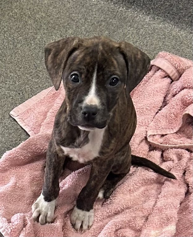 Kimba 2 months AVAILABLE 5/20 Image