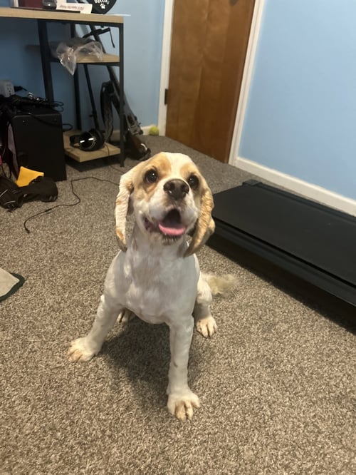 OSCAR - Cocker Spaniel for adoption in Ann Arbor
