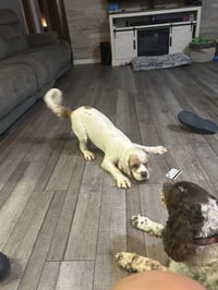 Oscar - Photo 4