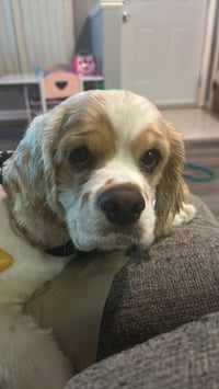 Oscar - Photo 3