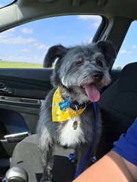 Buddy - Photo 2