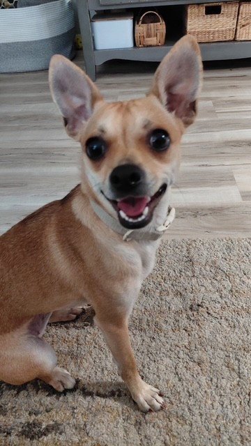 Dolly Image