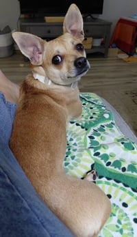 Dolly - Photo 2