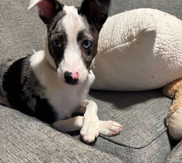 COOPER - Australian Cattle Dog/Blue Heeler / Rat Terrier available for adoption