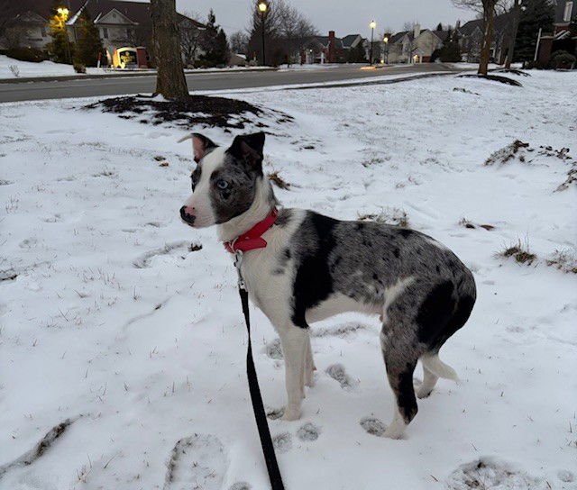 COOPER - Australian Cattle Dog/Blue Heeler / Rat Terrier available for adoption