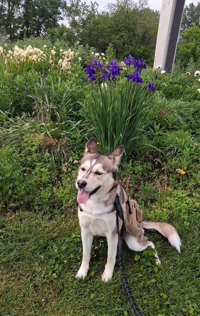 PEACHES - Husky available for adoption
