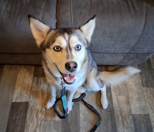 PEACHES - Husky available for adoption