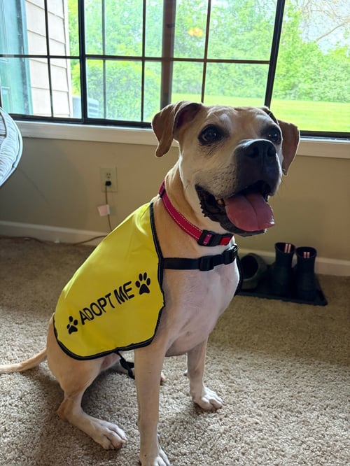 LULU - Boxer / Labrador Retriever for adoption in Fort Wayne