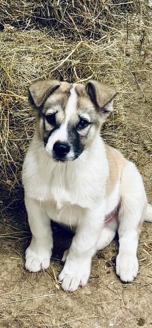 BUSTER - Husky / Staffordshire Bull Terrier available for adoption