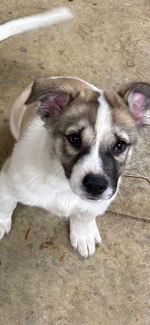 BUSTER - Husky / Staffordshire Bull Terrier available for adoption