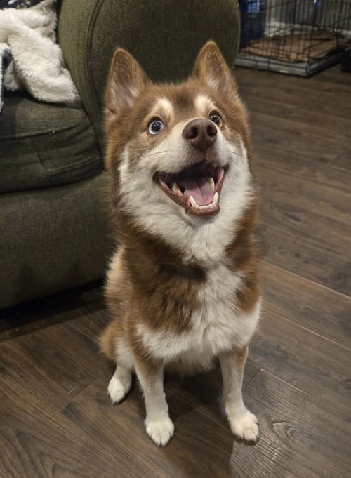 FINN