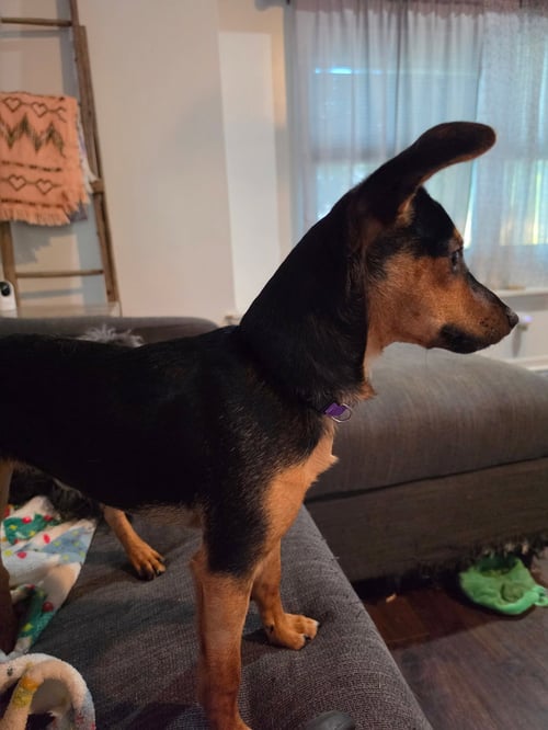 WHISKEY - Miniature Pinscher / Chihuahua available for adoption