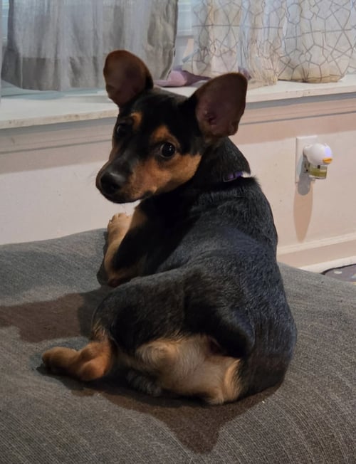 WHISKEY - Miniature Pinscher / Chihuahua for adoption in Fort Wayne