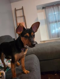 Whiskey - Photo 3
