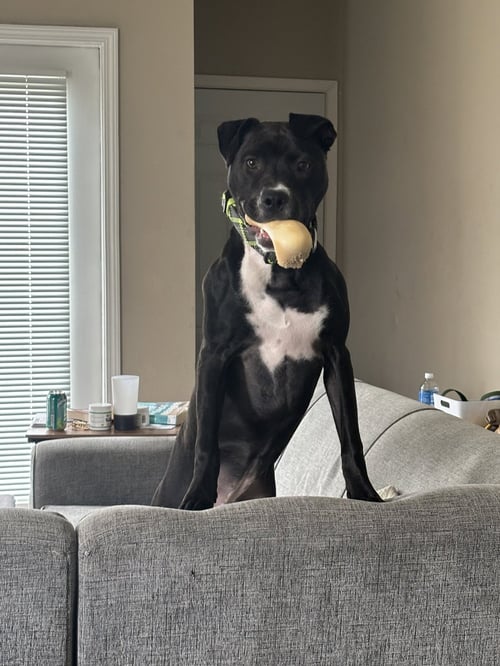 ORCHID - Pit Bull Terrier for adoption in Fort Wayne