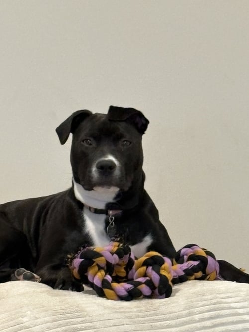 ORCHID - Pit Bull Terrier available for adoption