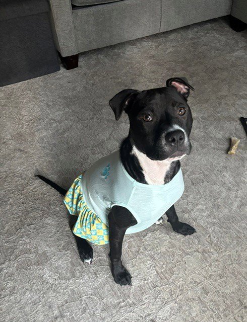 ORCHID - Pit Bull Terrier available for adoption