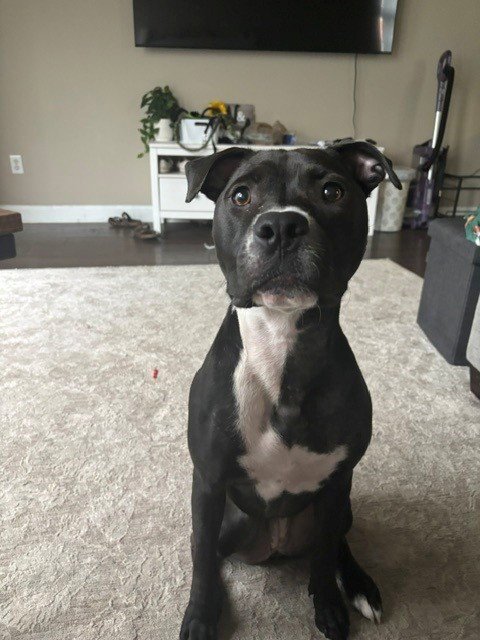 ORCHID - Pit Bull Terrier for adoption in Fort Wayne
