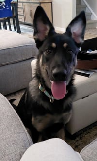 Phoebe - Photo 2