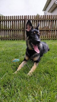 Phoebe - Photo 3