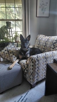 Phoebe - Photo 4