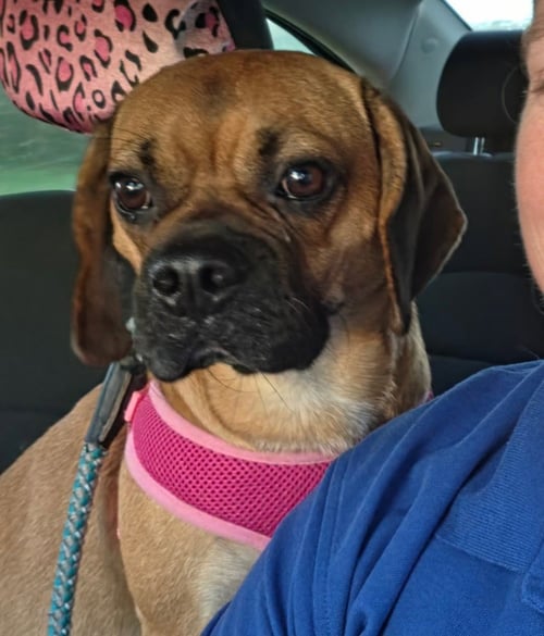 ROMEO - Beagle / Pug for adoption in Fort Wayne