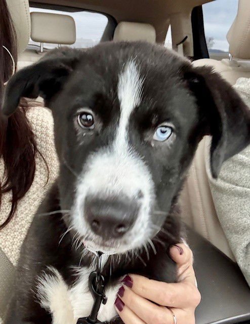 TANK - Husky / Staffordshire Bull Terrier available for adoption