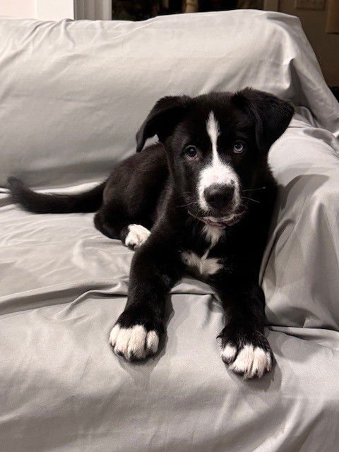 TANK - Husky / Staffordshire Bull Terrier available for adoption