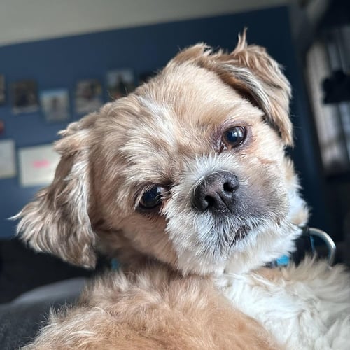 BENJI - Shih Tzu for adoption in Fort Wayne