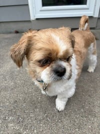 Benji - Photo 2