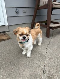 Benji - Photo 3