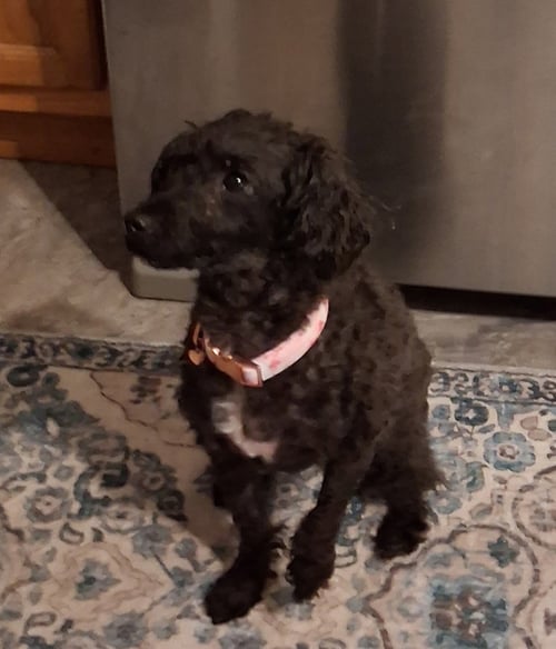 CANDI - Poodle (Miniature) available for adoption