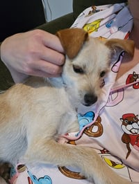 Rascal - Photo 3