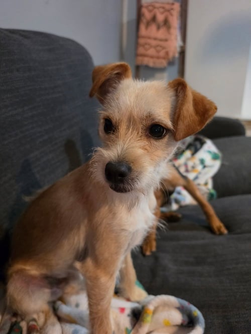 RASCAL - Jack Russell Terrier for adoption in Fort Wayne