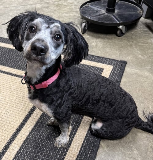 ROSE - Yorkshire Terrier Yorkie / Poodle (Miniature) for adoption in Fort Wayne