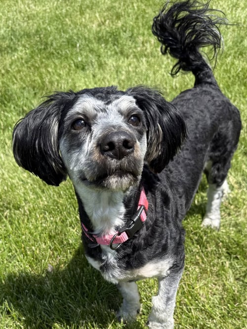 ROSE - Yorkshire Terrier Yorkie / Poodle (Miniature) available for adoption
