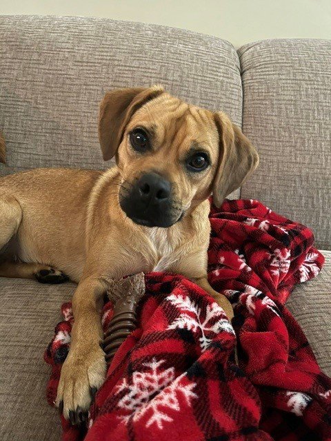 NEMO - Pug / Beagle for adoption in Fort Wayne