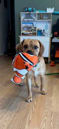 Nemo - Photo 2