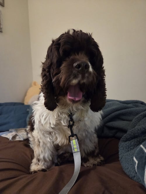 SOPHIA - Cocker Spaniel for adoption in Fort Wayne