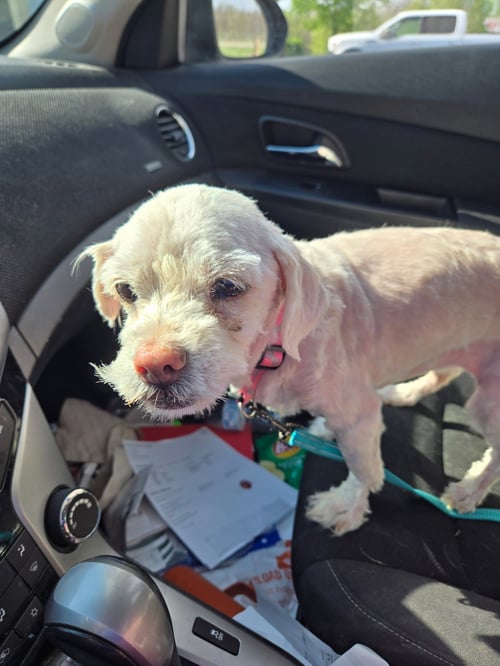 CHLOE - Maltese available for adoption