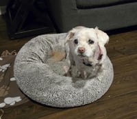 Chloe - Photo 3