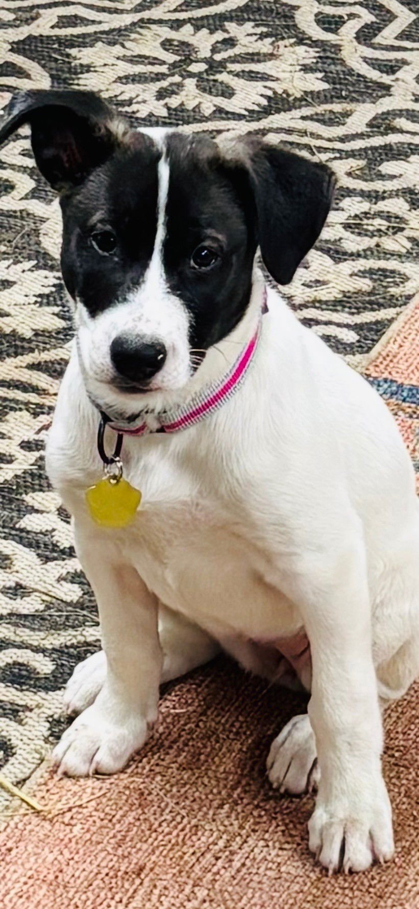 BEATRICE - Husky / Staffordshire Bull Terrier available for adoption