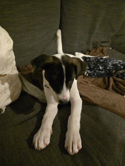 BEATRICE - Husky / Staffordshire Bull Terrier available for adoption