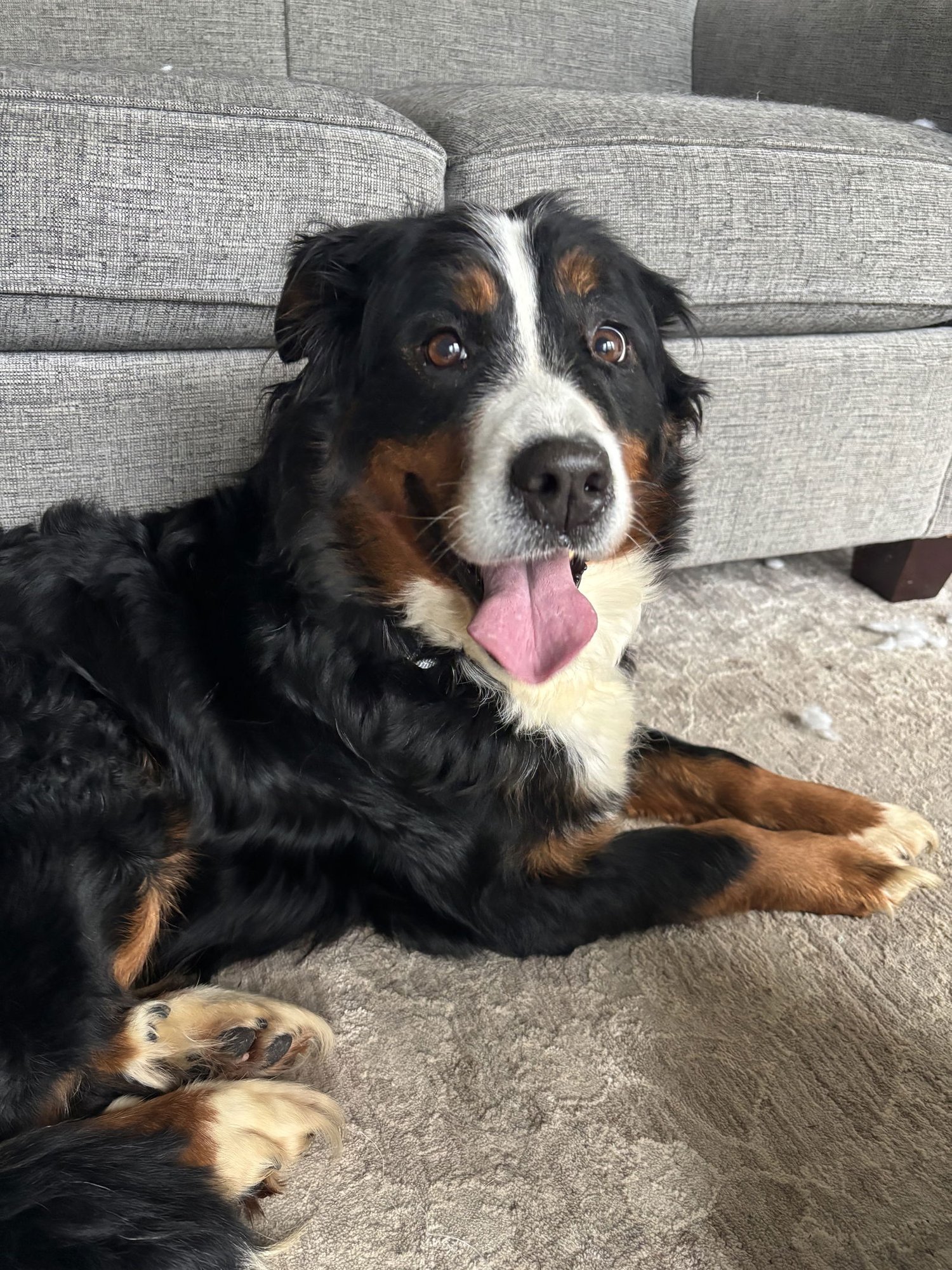 LUNA - Bernese Mountain Dog for adoption in Fort Wayne