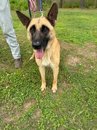 Urgent foster needed for Reba - Photo 1