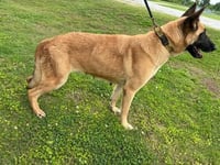 Urgent foster needed for Reba - Photo 2